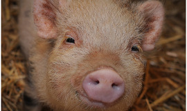 Ariana Grande retains sole custody of pet micro pig!