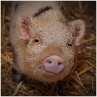 Ariana Grande retains sole custody of pet micro pig!