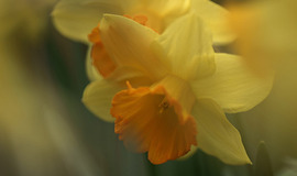 THE FIRST DAY OF SPRING!