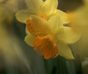 THE FIRST DAY OF SPRING!